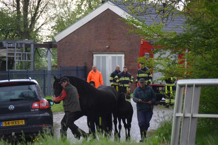 Veulen uit water gered