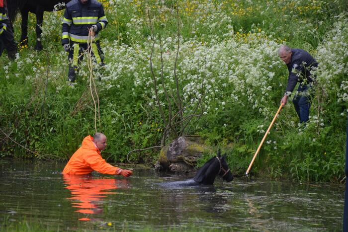 Veulen uit water gered