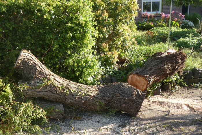 Boom waait om op de weg
