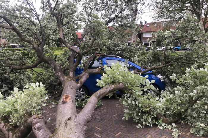 Boom waait om en valt op een auto