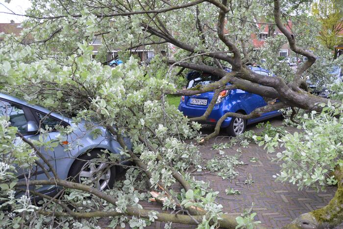 Boom waait om en valt op een auto