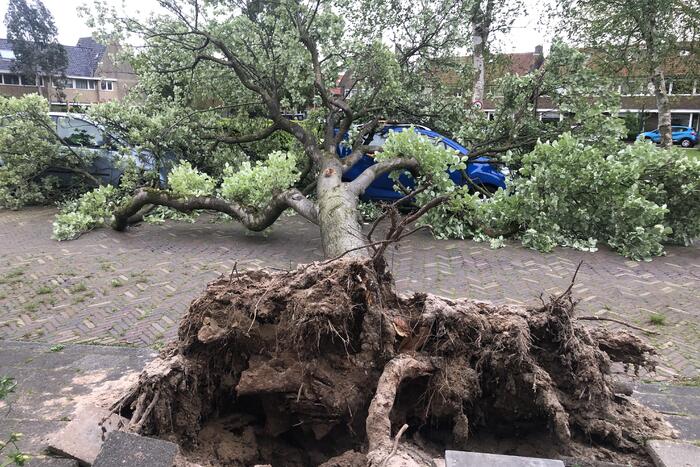 Boom waait om en valt op een auto