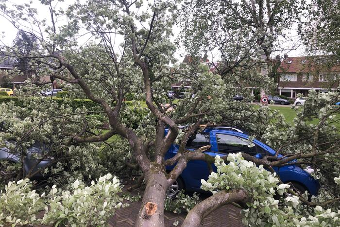 Boom waait om en valt op een auto