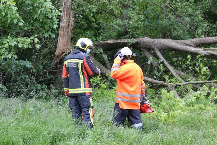 Brandweer zaagt gevaarlijke boom om