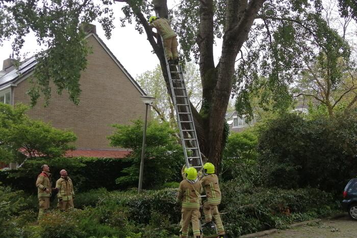 Brandweer haalt loshangende tak uit boom