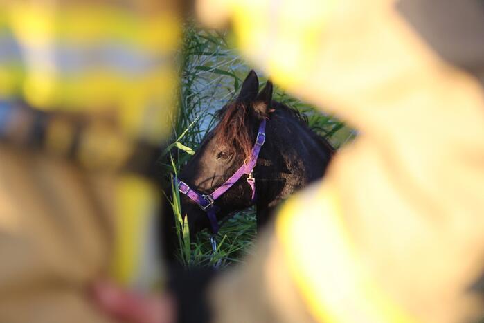 Brandweer redt paard uit de sloot