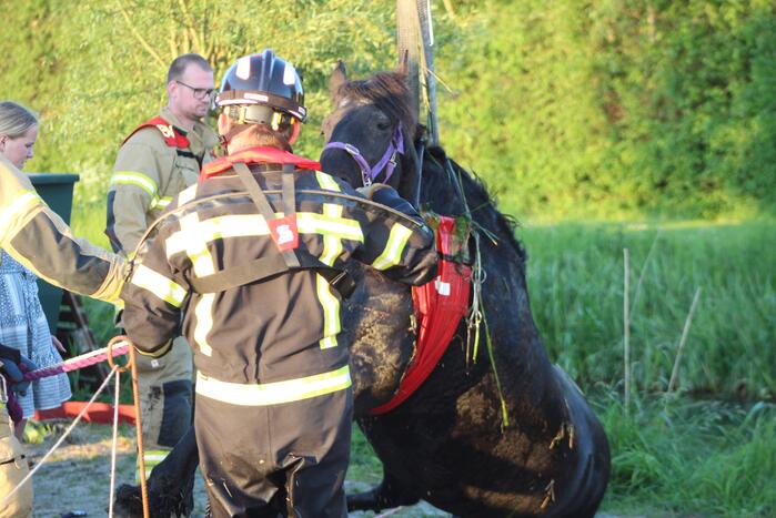 Brandweer redt paard uit de sloot