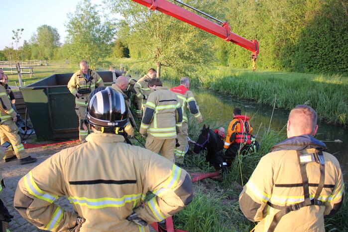 Brandweer redt paard uit de sloot