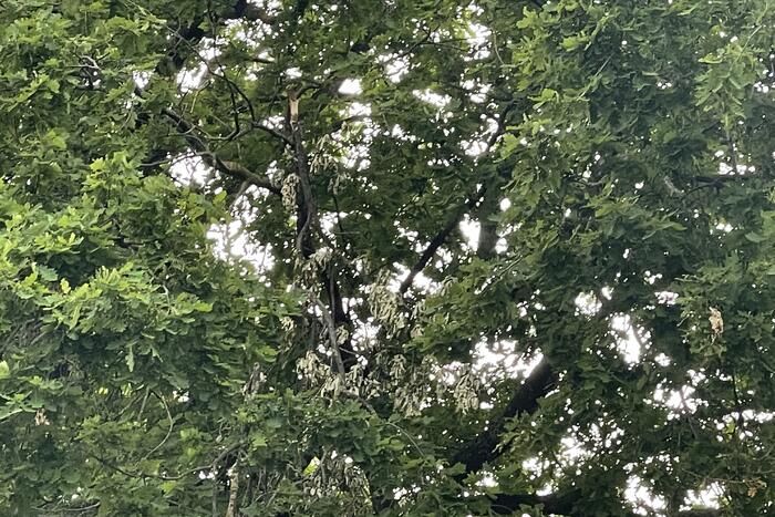 Brandweer zaagt loshangende tak los