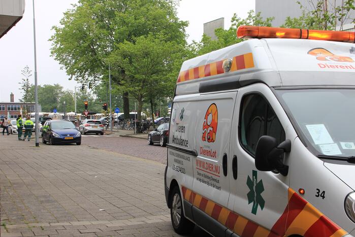 Brandweer bevrijdt twee duiven achter bord van kwantum