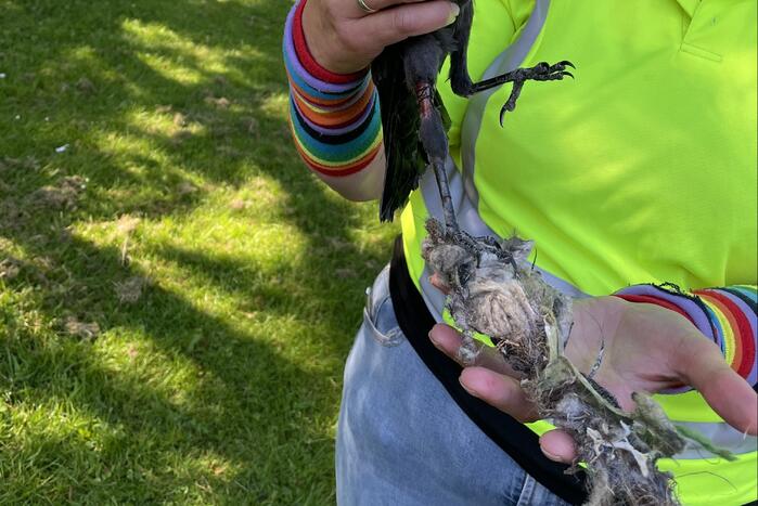 Kraai uit boom gered