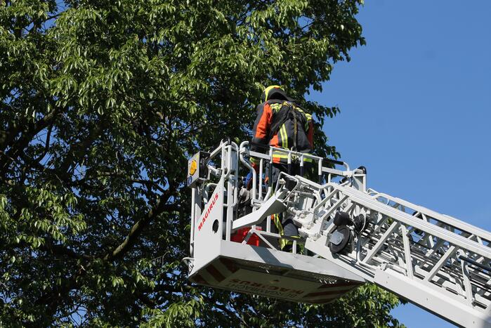 Kraai uit boom gered