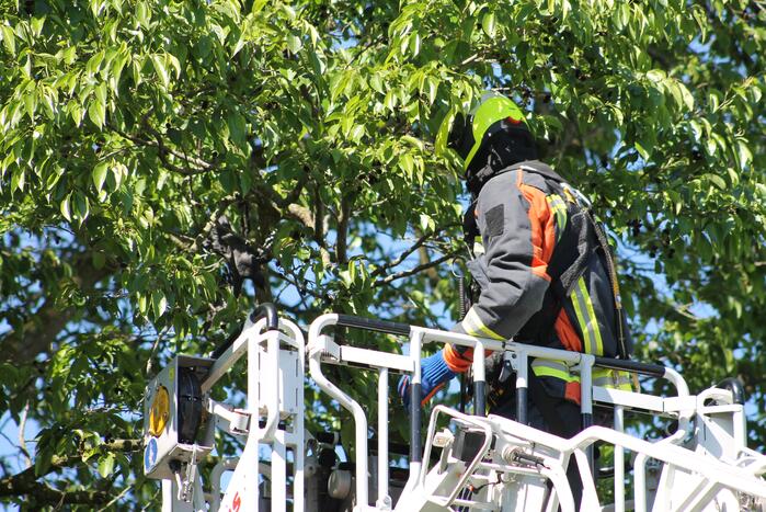 Kraai uit boom gered