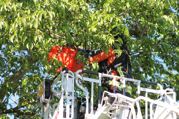 Kraai uit boom gered