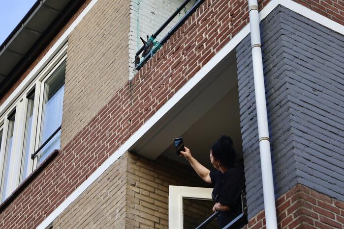 Brandweer haalt duif uit net