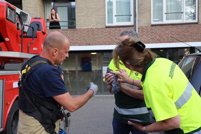 Brandweer haalt duif uit net