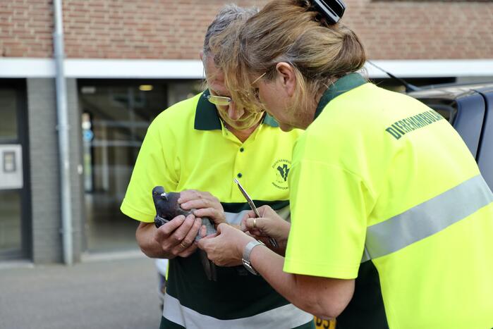 Brandweer haalt duif uit net