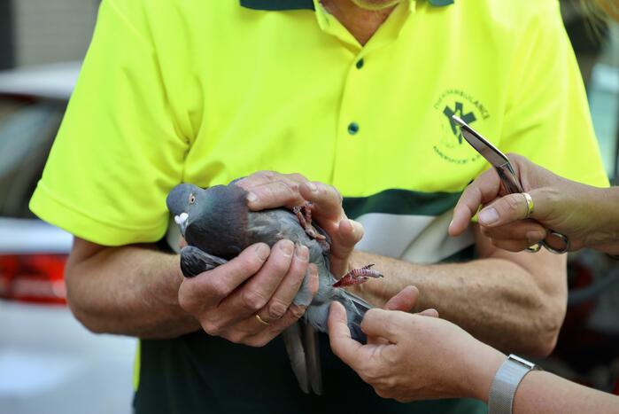 Brandweer haalt duif uit net