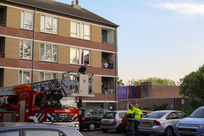 Brandweer haalt duif uit net