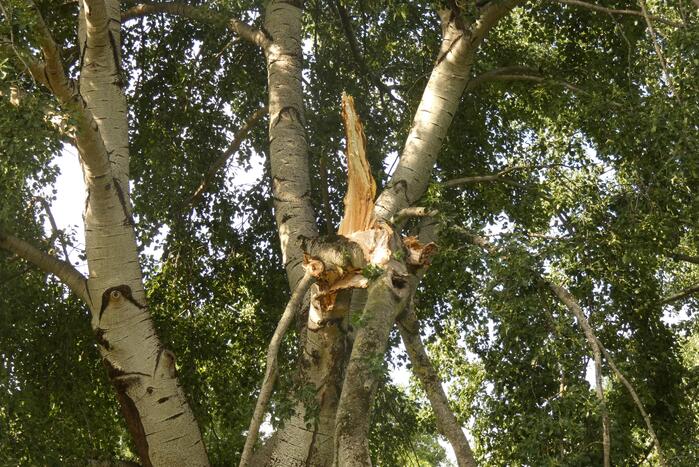 Brandweer zaagt afgebroken tak in stukken