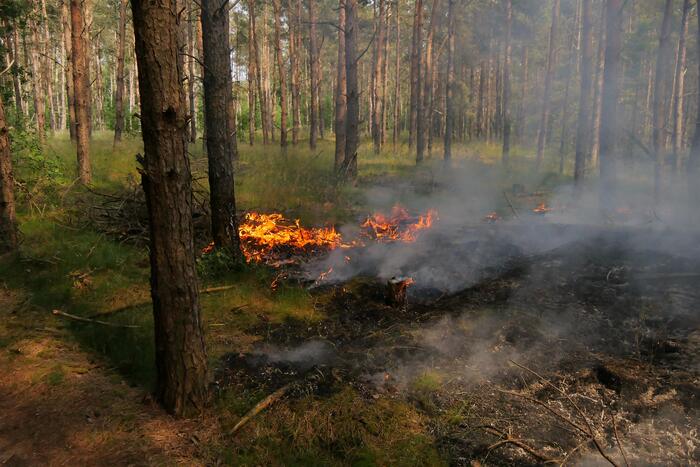 Flinke brand in bosgebeid