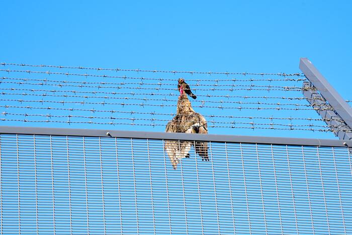 Brandweer bevrijdt eend uit hekwerk Stichting Antes