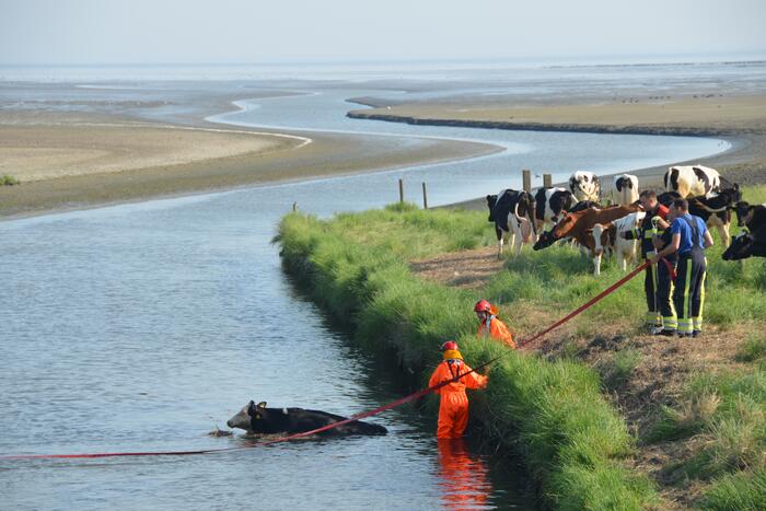 Koe zoekt verkoeling Kouwe Faart