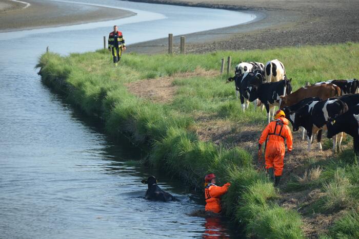 Koe zoekt verkoeling Kouwe Faart