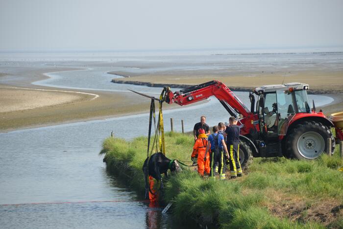 Koe zoekt verkoeling Kouwe Faart