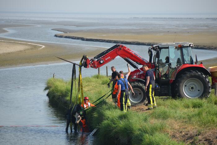 Koe zoekt verkoeling Kouwe Faart