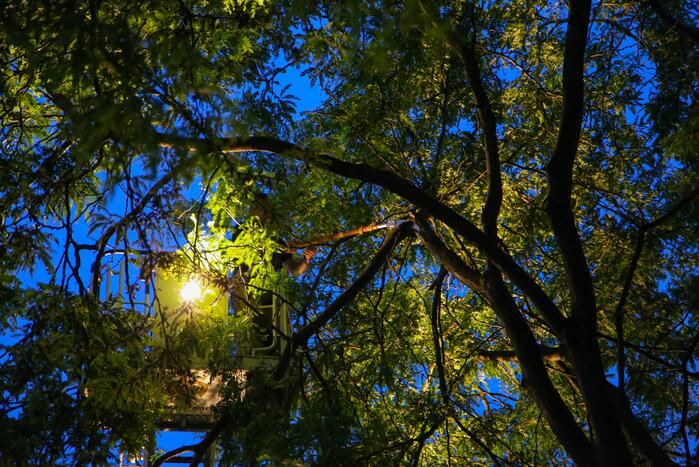 Brandweer verwijdert grote tak van boom