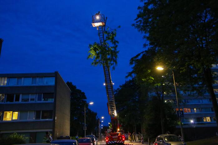 Brandweer verwijdert grote tak van boom