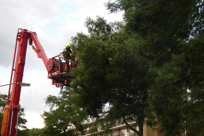 Brandweer handen vol aan stormschade