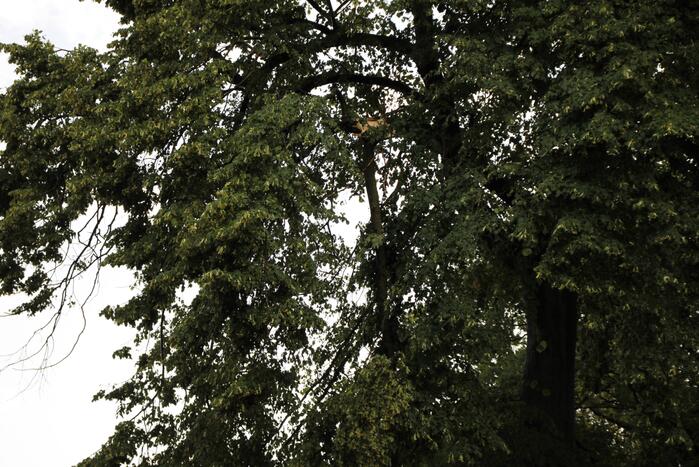 Takken afgebroken van boom door windvlaag