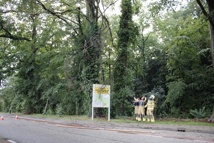 Takken afgebroken van boom door windvlaag