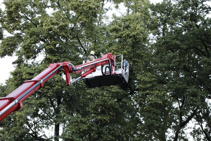 Takken afgebroken van boom door windvlaag