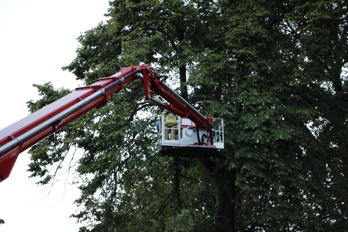 Takken afgebroken van boom door windvlaag