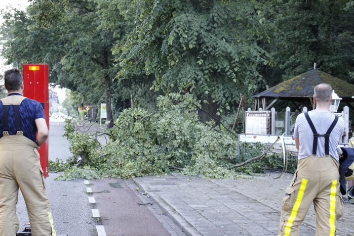 Takken afgebroken van boom door windvlaag