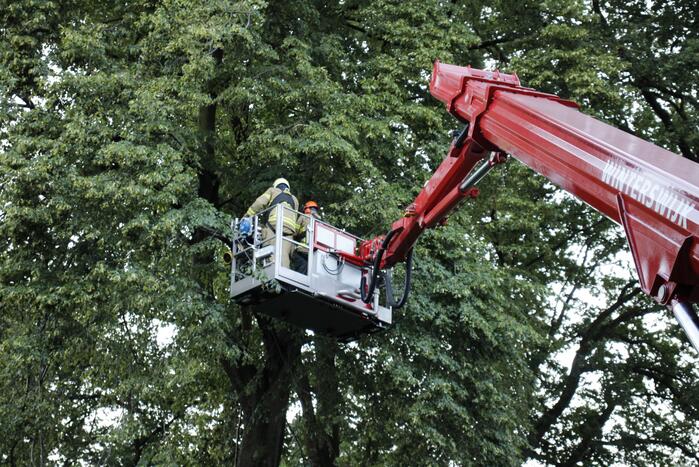 Takken afgebroken van boom door windvlaag