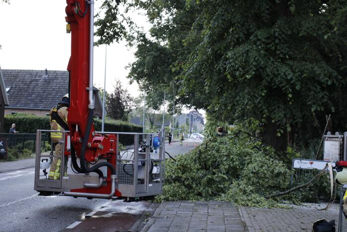 Takken afgebroken van boom door windvlaag