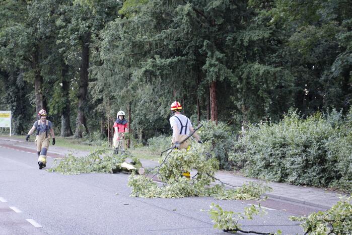 Takken afgebroken van boom door windvlaag