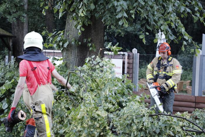 Takken afgebroken van boom door windvlaag