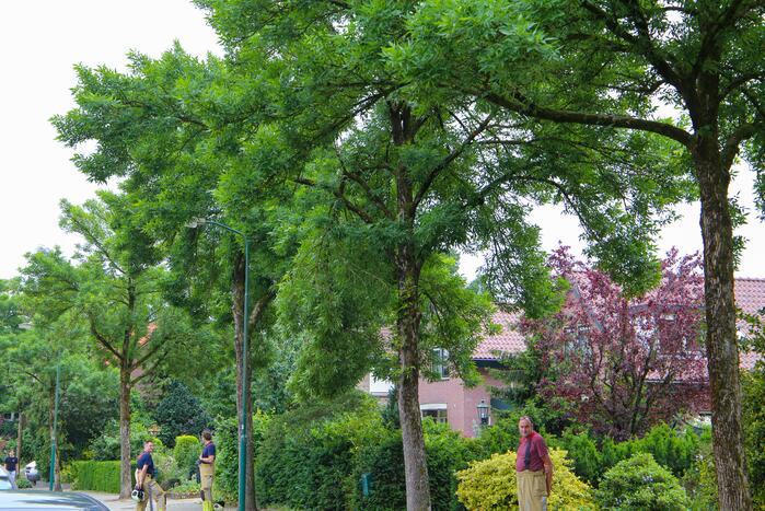 Brandweer verwijdert loshangende tak van boom
