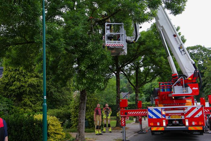 Brandweer verwijdert loshangende tak van boom