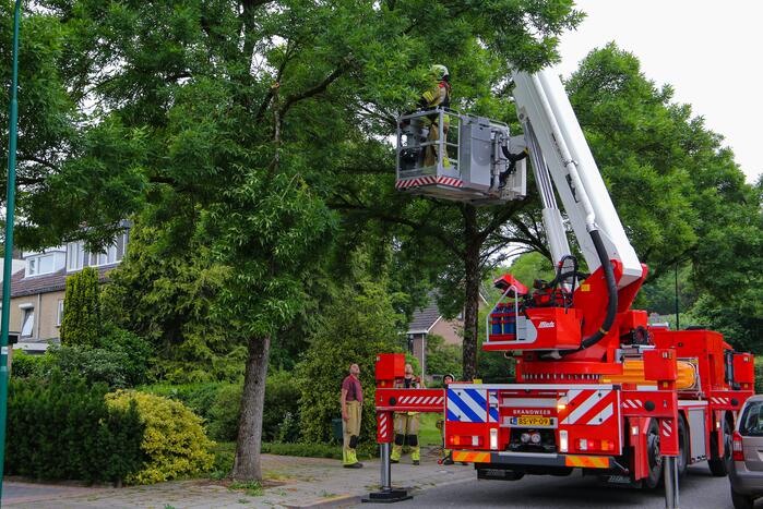 Brandweer verwijdert loshangende tak van boom