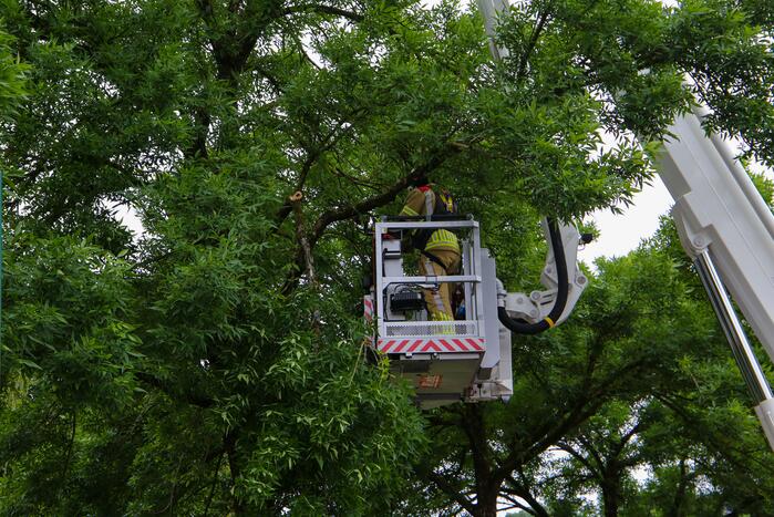 Brandweer verwijdert loshangende tak van boom