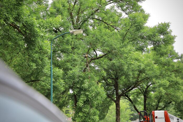 Brandweer verwijdert loshangende tak van boom