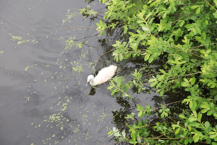 Brandweer haalt zwaantjes uit kanaal
