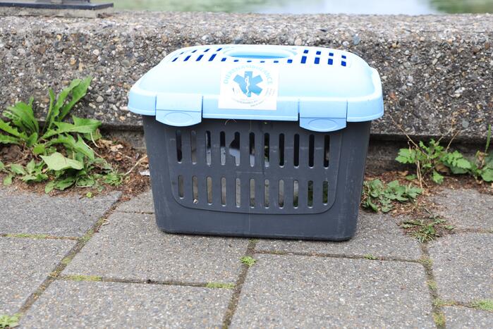 Brandweer haalt zwaantjes uit kanaal