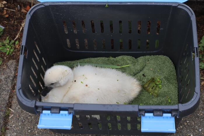 Brandweer haalt zwaantjes uit kanaal